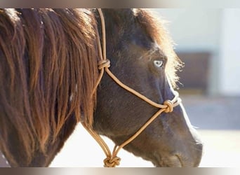 Tinker, Yegua, 7 años, 142 cm, Tobiano-todas las-capas