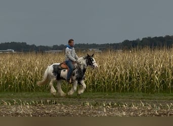 Tinker, Yegua, 7 años, 144 cm, Pío