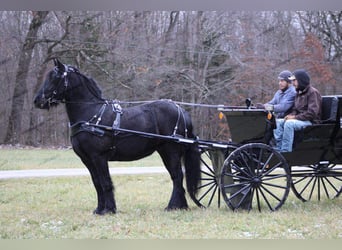 Tinker Mestizo, Yegua, 7 años, 152 cm, Negro