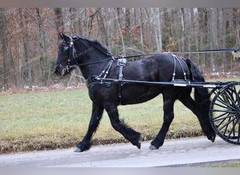 Tinker Mestizo, Yegua, 7 años, 152 cm, Negro