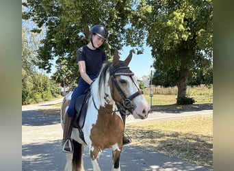 Tinker, Yegua, 7 años, 152 cm, Pío