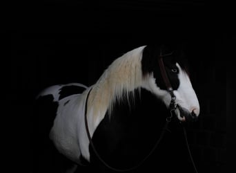 Tinker Mestizo, Yegua, 7 años, 152 cm, Pío