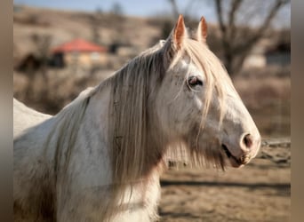Tinker, Yegua, 7 años, 152 cm, White/Blanco