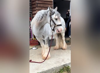 Tinker, Yegua, 7 años, Ruano azulado