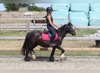 Tinker, Yegua, 8 años, 124 cm, Negro