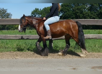 Tinker, Yegua, 8 años, 126 cm, Castaño