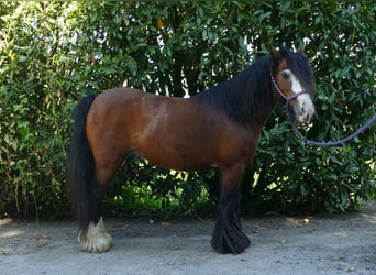 Tinker, Yegua, 8 años, 126 cm, Castaño