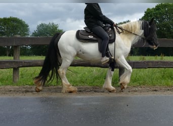 Tinker, Yegua, 8 años, 136 cm, Pío