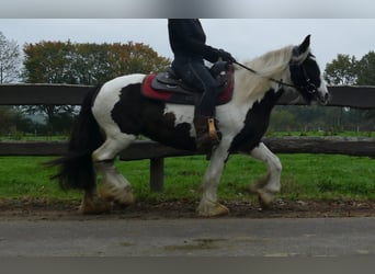 Tinker, Yegua, 8 años, 139 cm, Pío