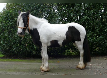 Tinker, Yegua, 8 años, 139 cm, Pío