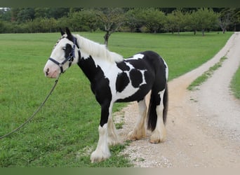 Tinker, Yegua, 8 años, 140 cm, Pío