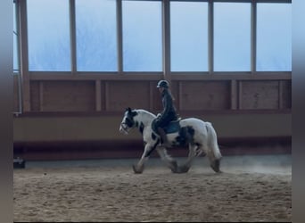 Tinker, Yegua, 8 años, 142 cm, Pío