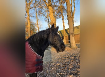 Tinker, Yegua, 8 años, 152 cm, Negro