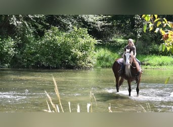 Tinker, Yegua, 8 años