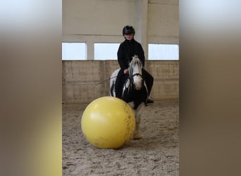 Tinker, Yegua, 9 años, 120 cm, Pío