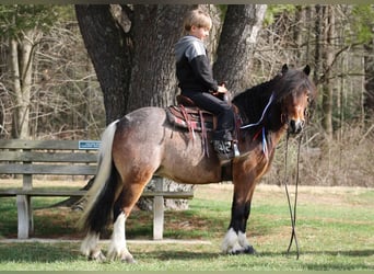 Tinker Mestizo, Yegua, 9 años, 122 cm