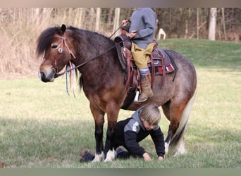 Tinker Mestizo, Yegua, 9 años, 122 cm
