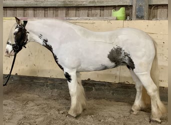 Tinker, Yegua, 9 años, 135 cm