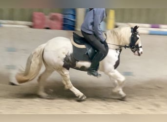 Tinker, Yegua, 9 años, 135 cm, Pío