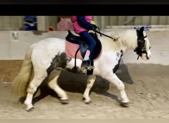 Tinker, Yegua, 9 años, 135 cm, Pío