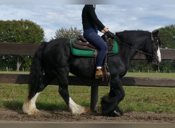 Tinker, Yegua, 9 años, 140 cm, Negro