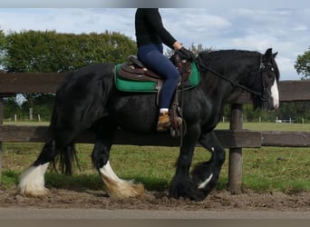 Tinker, Yegua, 9 años, 140 cm, Negro