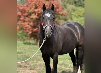Tinker, Yegua, 9 años, 140 cm, Negro