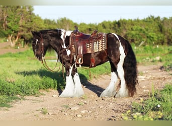 Tinker, Yegua, 9 años, 142 cm
