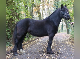 Tinker, Yegua, 9 años, 143 cm, Negro