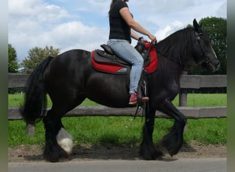Tinker, Yegua, 9 años, 150 cm, Negro
