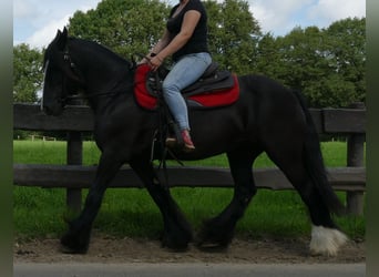 Tinker, Yegua, 9 años, 150 cm, Negro