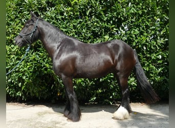 Tinker, Yegua, 9 años, 150 cm, Negro