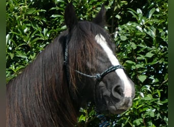 Tinker, Yegua, 9 años, 150 cm, Negro