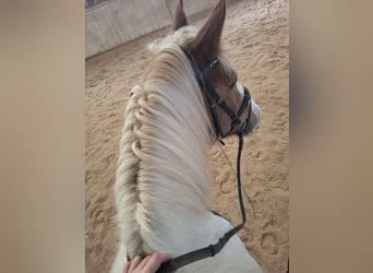 Tinker, Yegua, 9 años, 150 cm, Pío