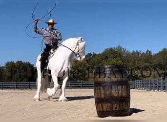 Tinker, Yegua, 9 años, 157 cm, Cremello