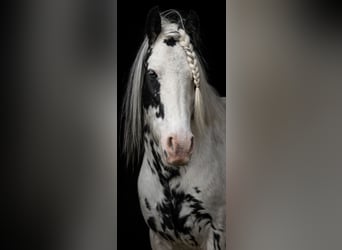 Tinker Mestizo, Yegua, 9 años, 175 cm, Tordillo negro