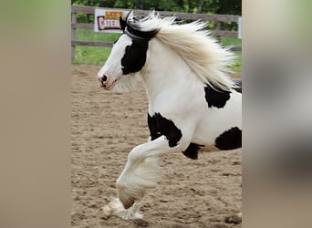 Tinker, Yegua, , 122 cm, Tobiano-todas las-capas