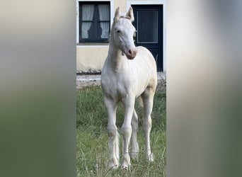 Tinker, Yegua, Potro (05/2026), 145 cm, Sabino