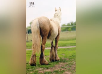Tinker, Yegua, Potro (01/2026), Palomino