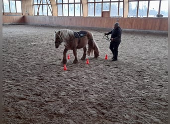 Tinkerhäst, Hingst, 12 år, 150 cm, Palomino
