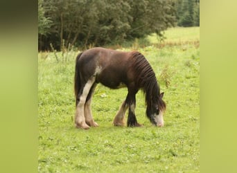 Tinkerhäst, Hingst, 1 år, 115 cm, Sabino