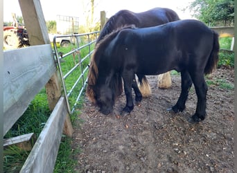 Tinkerhäst Blandning, Hingst, 1 år, 120 cm, Rökfärgad svart