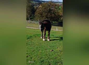 Tinkerhäst, Hingst, 1 år, 123 cm, Mörkbrun