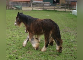Tinkerhäst, Hingst, 1 år, 148 cm, Brun