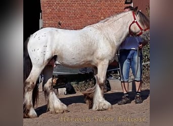 Tinkerhäst, Hingst, 1 år, 148 cm, Brun