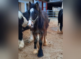 Tinkerhäst, Hingst, 1 år, 155 cm, Mörkbrun