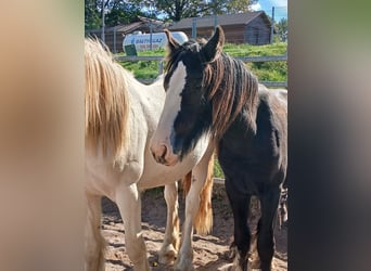 Tinkerhäst, Hingst, 1 år, Svart