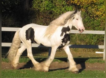 Tinkerhäst, Hingst, 20 år, 163 cm