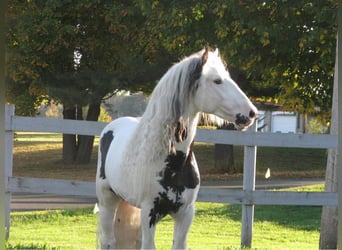 Tinkerhäst, Hingst, 20 år, 163 cm