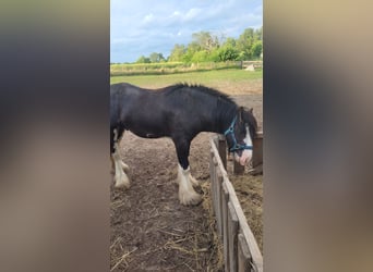 Tinkerhäst, Hingst, 2 år, 140 cm, Rökfärgad svart